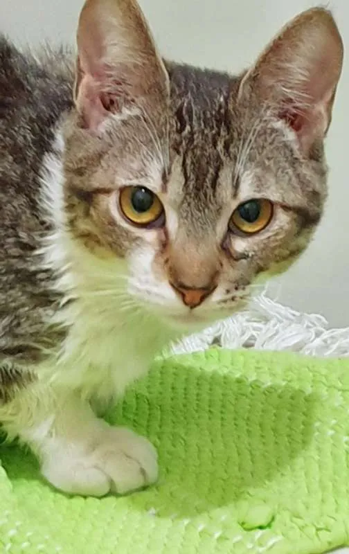 Gato ra a SRD idade 2 a 6 meses nome OTAVIANO TIGRADO