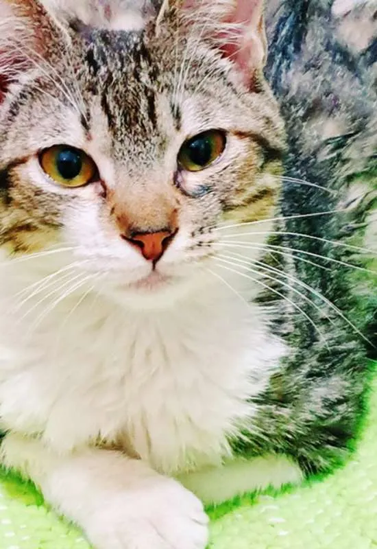 Gato ra a SRD idade 2 a 6 meses nome OTAVIANO TIGRADO