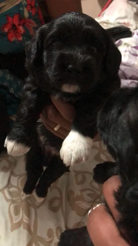 Cachorro ra a Poddle  idade Abaixo de 2 meses nome Sem nome