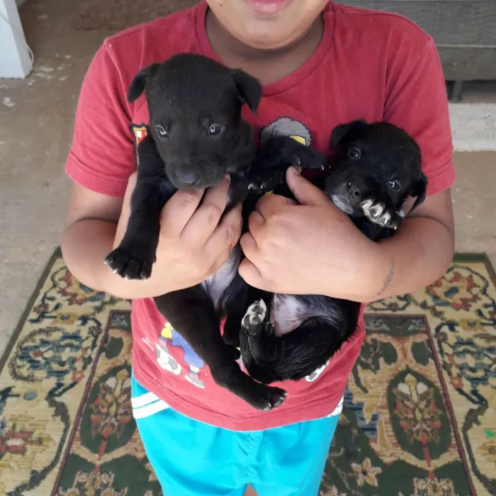 Cachorro ra a Acho q vira lata idade Abaixo de 2 meses nome Sem nomes