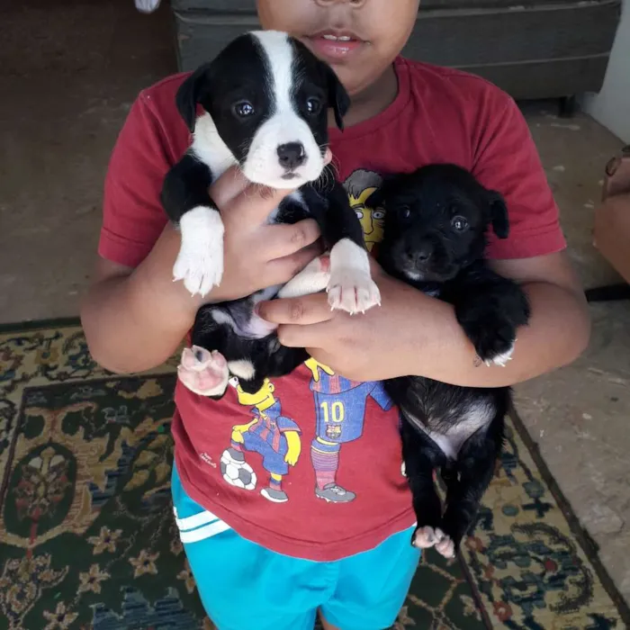 Cachorro ra a Acho q vira lata idade Abaixo de 2 meses nome Sem nomes