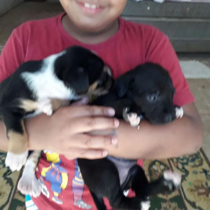 Cachorro ra a Acho q vira lata idade Abaixo de 2 meses nome Sem nomes