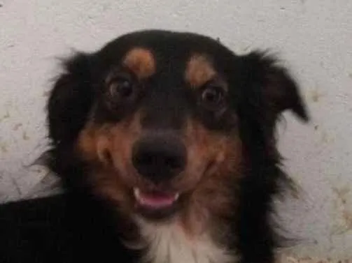 Cachorro ra a SRD idade 2 anos nome Brownie