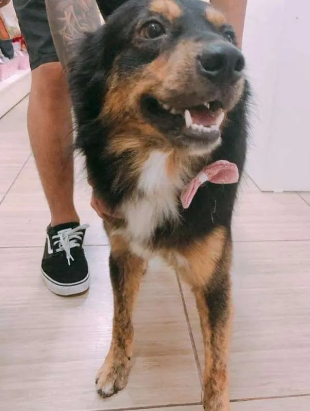 Cachorro ra a SRD idade 2 anos nome Brownie