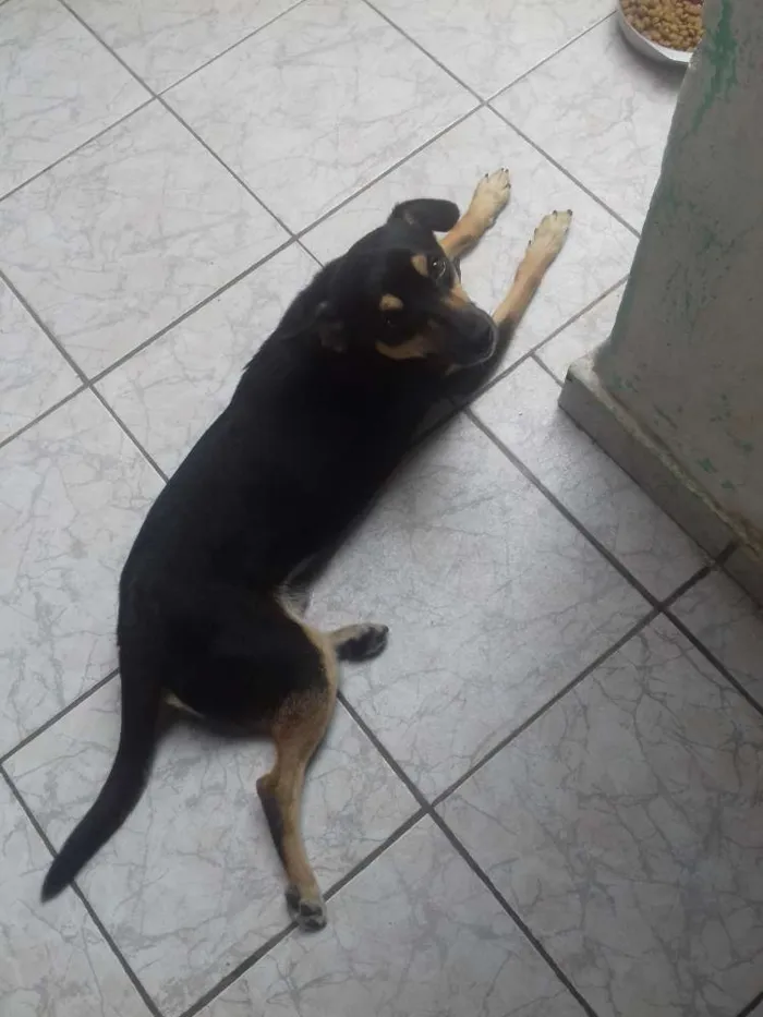 Cachorro ra a Vira lata idade 1 ano nome Ragnar