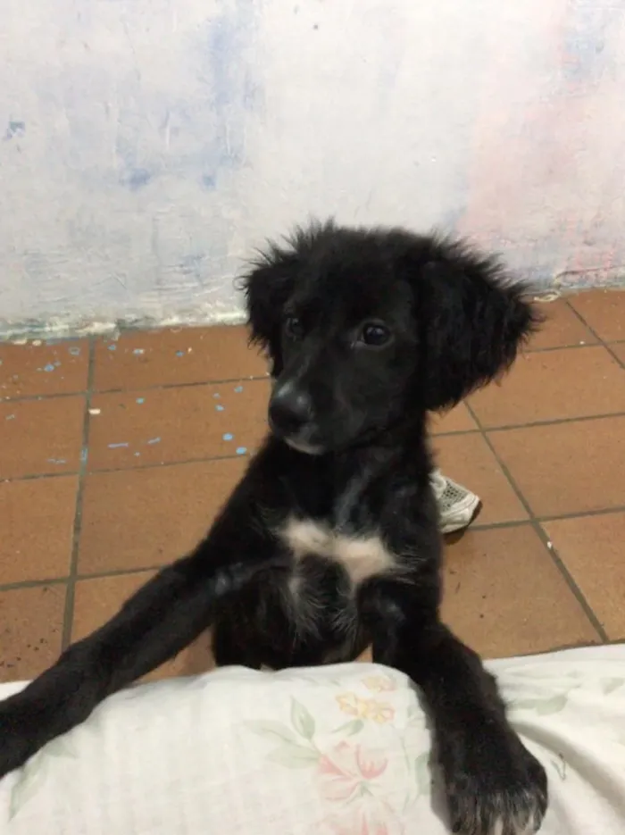 Cachorro ra a Sem raça  idade 2 a 6 meses nome Sem nome