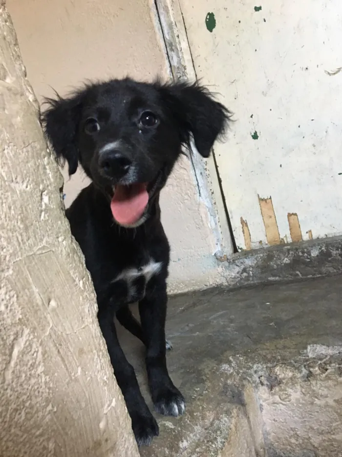 Cachorro ra a Sem raça  idade 2 a 6 meses nome Sem nome