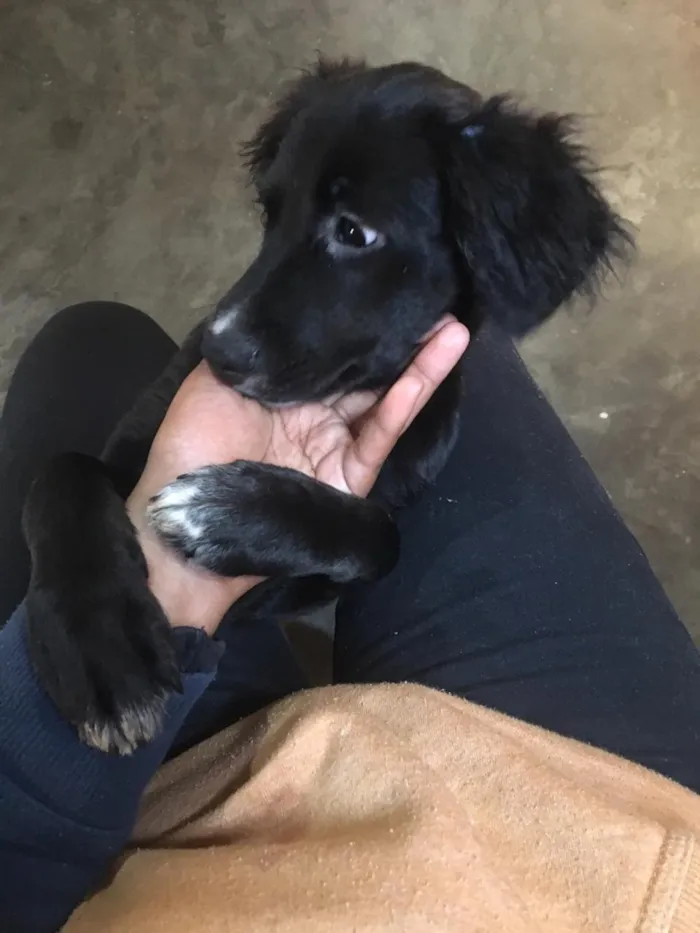 Cachorro ra a Sem raça  idade 2 a 6 meses nome Sem nome