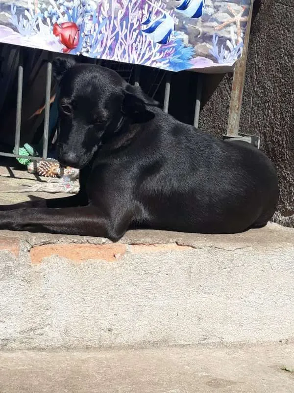 Cachorro ra a SRD idade 2 anos nome Tokyo