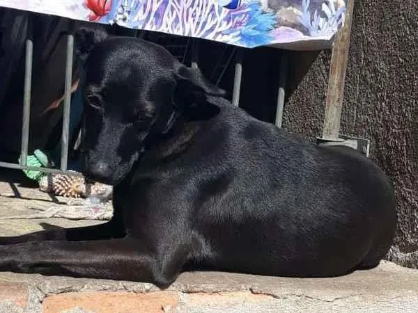 Cachorro ra a SRD idade 2 anos nome Tokyo
