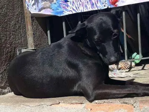 Cachorro ra a SRD idade 2 anos nome Tokyo
