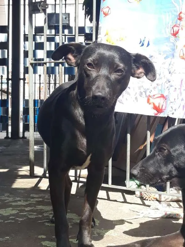 Cachorro ra a SRD idade 7 a 11 meses nome Lisboa