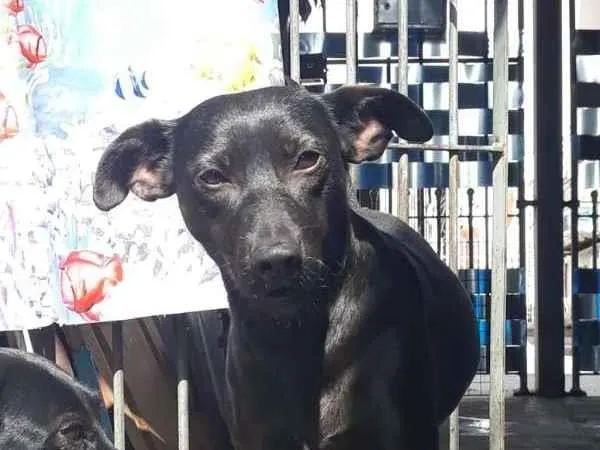 Cachorro ra a SRD idade 7 a 11 meses nome Lisboa