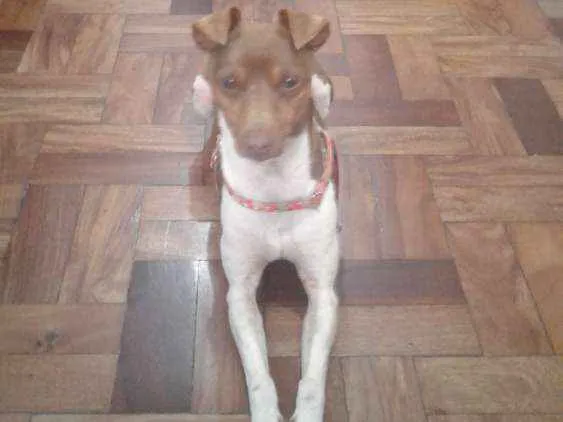 Cachorro ra a RND idade 1 ano nome Paçoca 