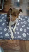 Paçoca