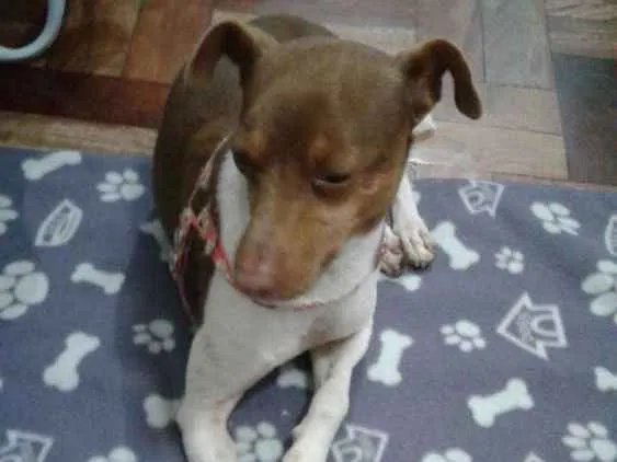 Cachorro ra a RND idade 1 ano nome Paçoca 