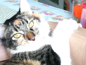 Gato raça Felino  idade 1 ano nome Charlotte 