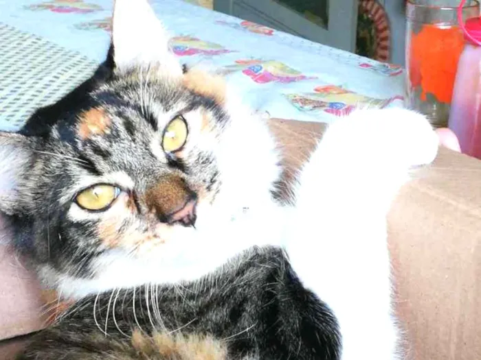 Gato ra a Felino  idade 1 ano nome Charlotte 