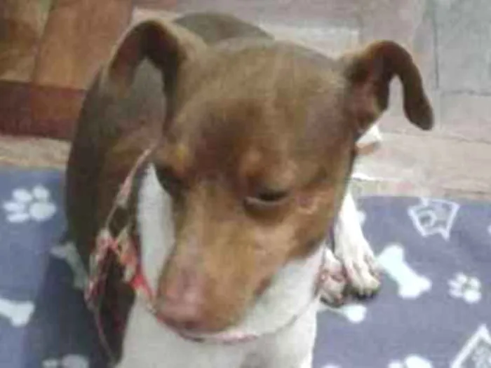 Cachorro ra a RND idade 1 ano nome Paçoca 