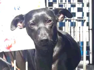 Cachorro raça SRD idade 7 a 11 meses nome Lisboa