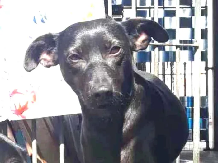 Cachorro ra a SRD idade 7 a 11 meses nome Lisboa