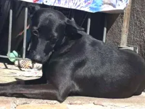 Cachorro raça SRD idade 2 anos nome Tokyo