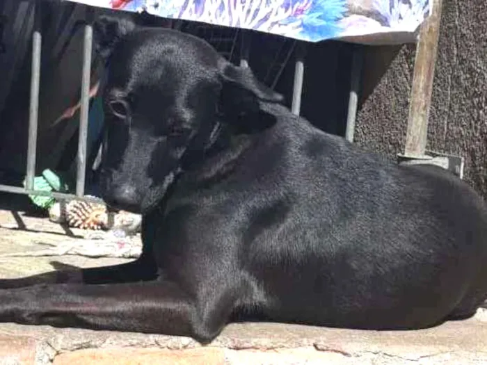 Cachorro ra a SRD idade 2 anos nome Tokyo