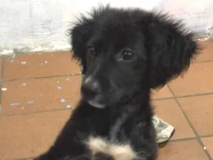 Cachorro raça Sem raça  idade 2 a 6 meses nome Sem nome