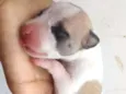 Nina