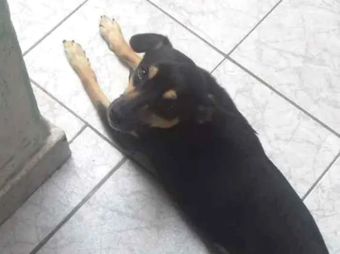 Cachorro ra a Vira lata idade 1 ano nome Ragnar