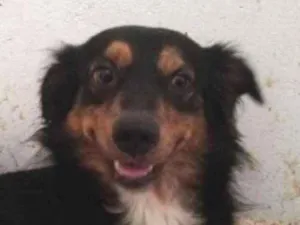 Cachorro raça SRD idade 2 anos nome Brownie
