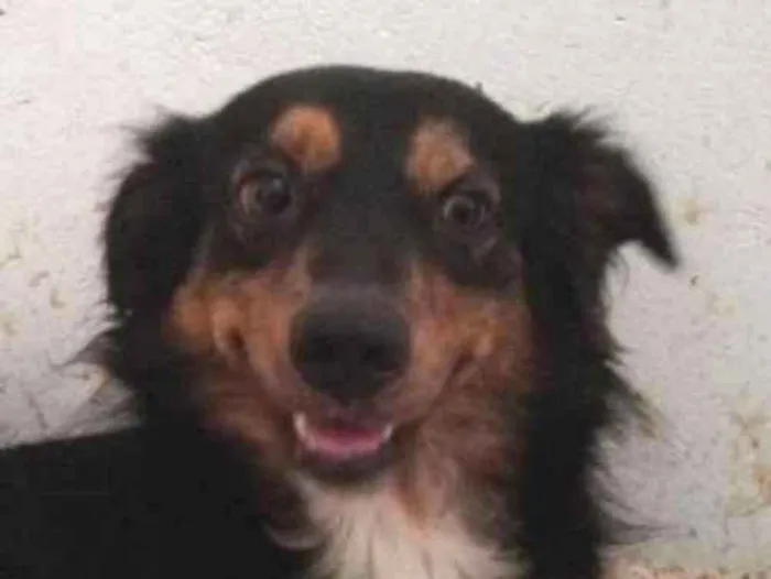 Cachorro ra a SRD idade 2 anos nome Brownie