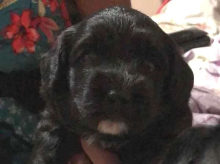Cachorro ra a Poddle  idade Abaixo de 2 meses nome Sem nome