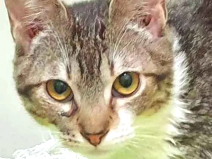 Gato ra a SRD idade 2 a 6 meses nome OTAVIANO TIGRADO