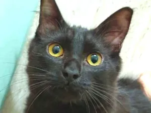 Gato raça SRD idade 2 a 6 meses nome FABÍOLA BLACK