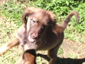 Cachorro raça Srd idade 2 a 6 meses nome Apollo