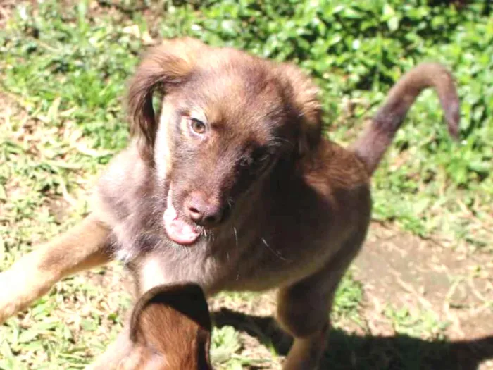 Cachorro ra a Srd idade 2 a 6 meses nome Apollo