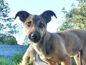 Cachorro raça Srd idade 2 a 6 meses nome Fred