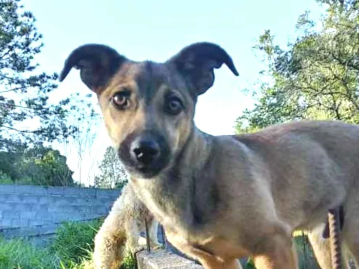 Cachorro ra a Srd idade 2 a 6 meses nome Fred