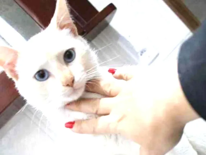 Gato ra a Srd idade 2 a 6 meses nome Bruce