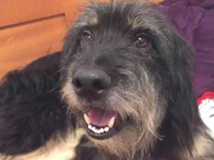 Cachorro raça Vira-Lata  idade 3 anos nome Smoking 