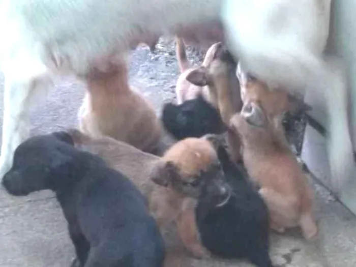 Cachorro ra a Indefinida idade Abaixo de 2 meses nome Filhotes