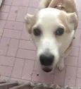 Snoopy