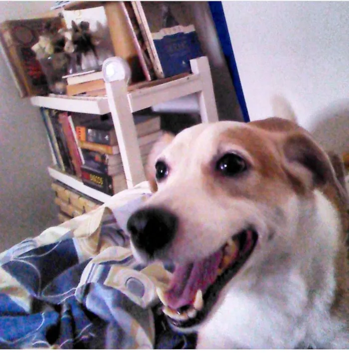 Cachorro ra a Srd idade 6 ou mais anos nome Snoopy