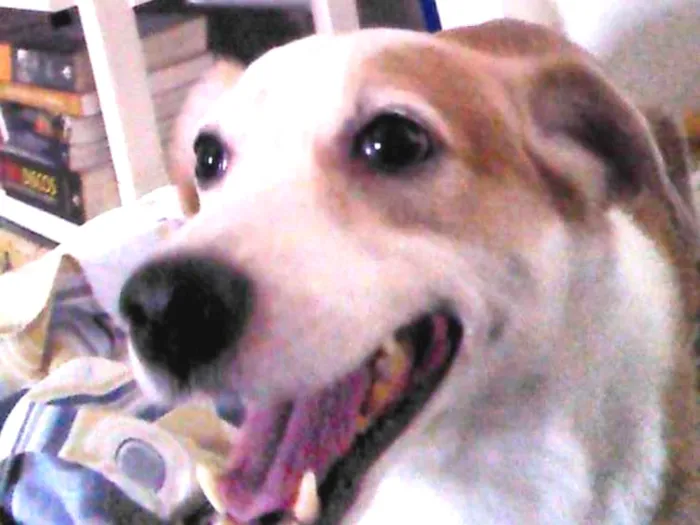 Cachorro ra a Srd idade 6 ou mais anos nome Snoopy
