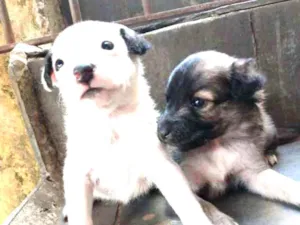Cachorro raça Vira lata idade Abaixo de 2 meses nome Não tem nome