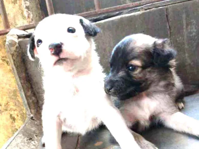 Cachorro ra a Vira lata idade Abaixo de 2 meses nome Não tem nome
