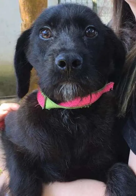 Cachorro ra a  idade 7 a 11 meses nome Lindoso Filhote