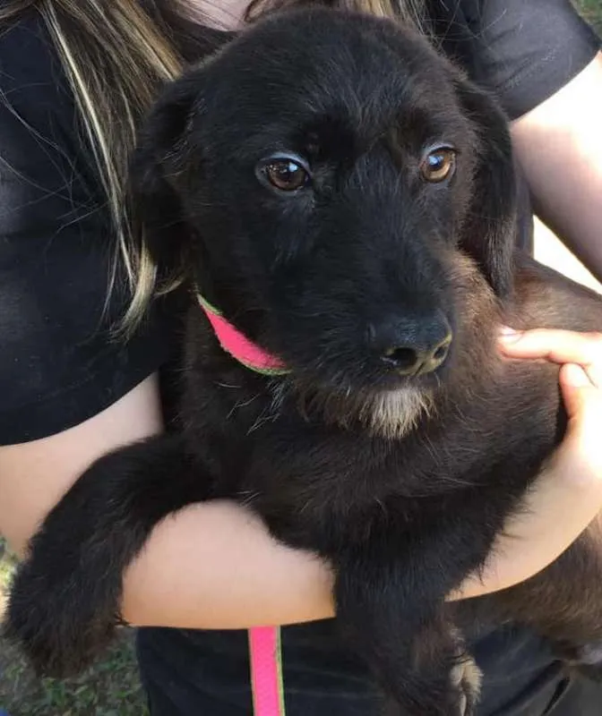 Cachorro ra a  idade 7 a 11 meses nome Lindoso Filhote