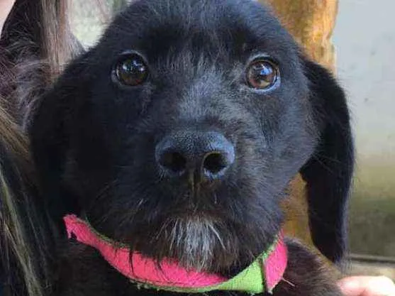 Cachorro ra a  idade 7 a 11 meses nome Lindoso Filhote